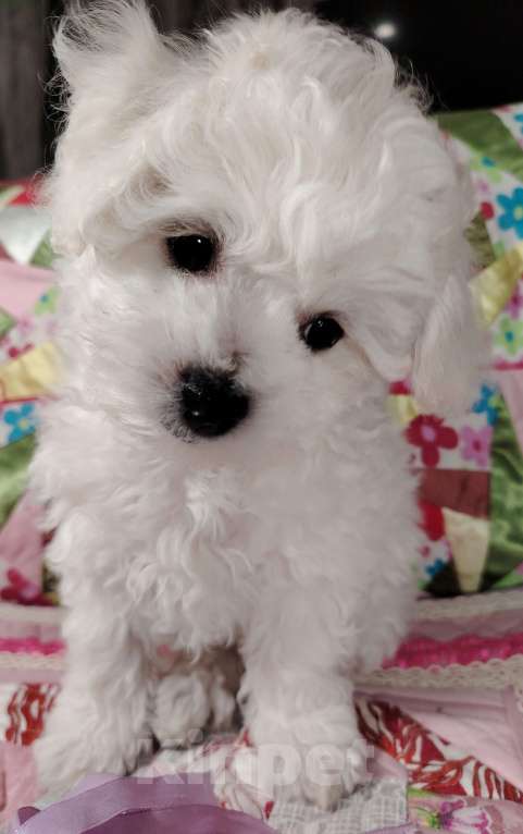 Собаки в Сыктывкаре: Девочка Бишон Фризе  Девочка, 35 000 руб. - фото 2