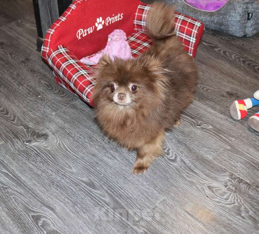 Собаки в Москве: Шоколадная девочка Девочка, 10 000 руб. - фото 5