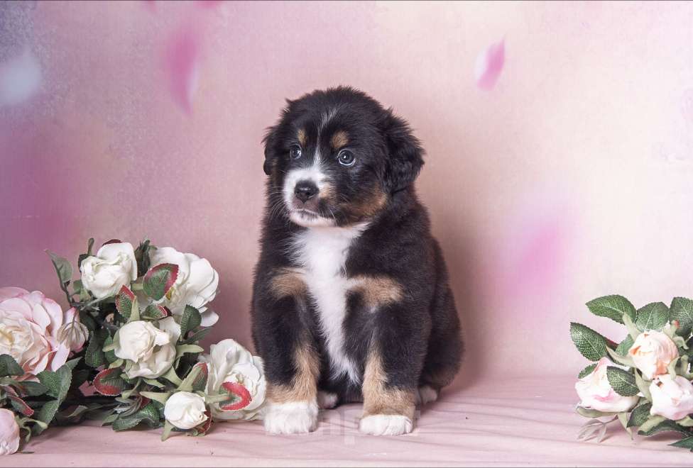 Собаки в Москве: Щенок Миниатюрной американской овчарки Девочка, Бесплатно - фото 2