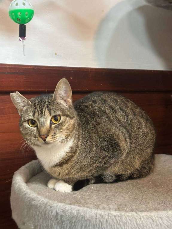 Кошки в Санкт-Петербурге: Кошка в добрые руки Девочка, Бесплатно - фото 3