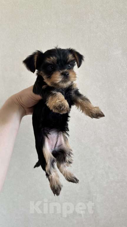 Собаки в Мытищах: Продаю щенков мини Йорка  Девочка, 20 000 руб. - фото 2