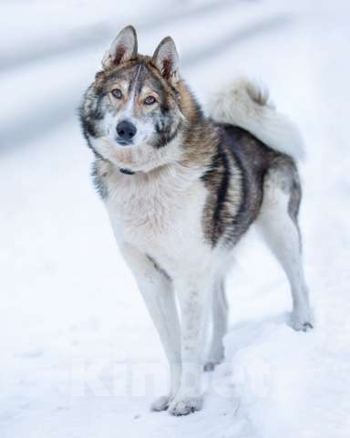 Собаки в Москве: Доцент ищет дом  Мальчик, Бесплатно - фото 1
