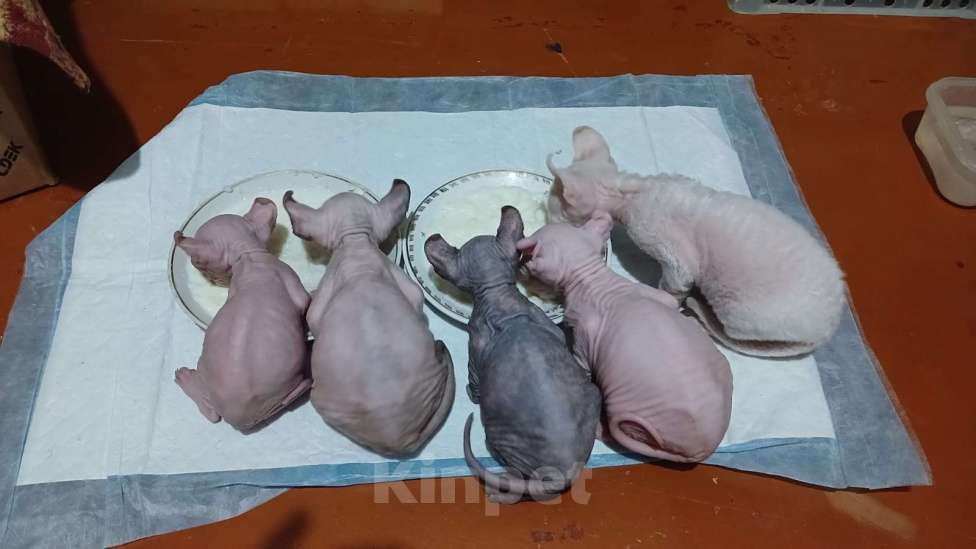 Кошки в других городах Ставропольского края: Канадский сфинкс эльф Мальчик, 5 000 руб. - фото 7