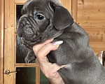 Собаки в Волгодонске: Французский бульдог голубой  Мальчик, 50 000 руб. - фото 1