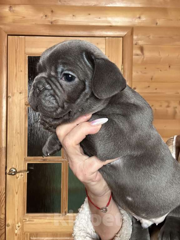 Собаки в Волгодонске: Французский бульдог голубой  Мальчик, 50 000 руб. - фото 1