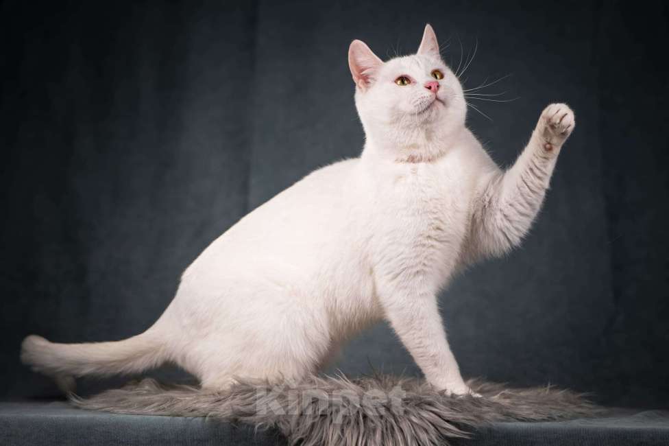 Кошки в Клине: Бьянка — красивейшая белоснежная кошечка Девочка, Бесплатно - фото 5