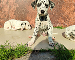 Собаки в Моздоке: Далматин  Девочка, 20 000 руб. - фото 4