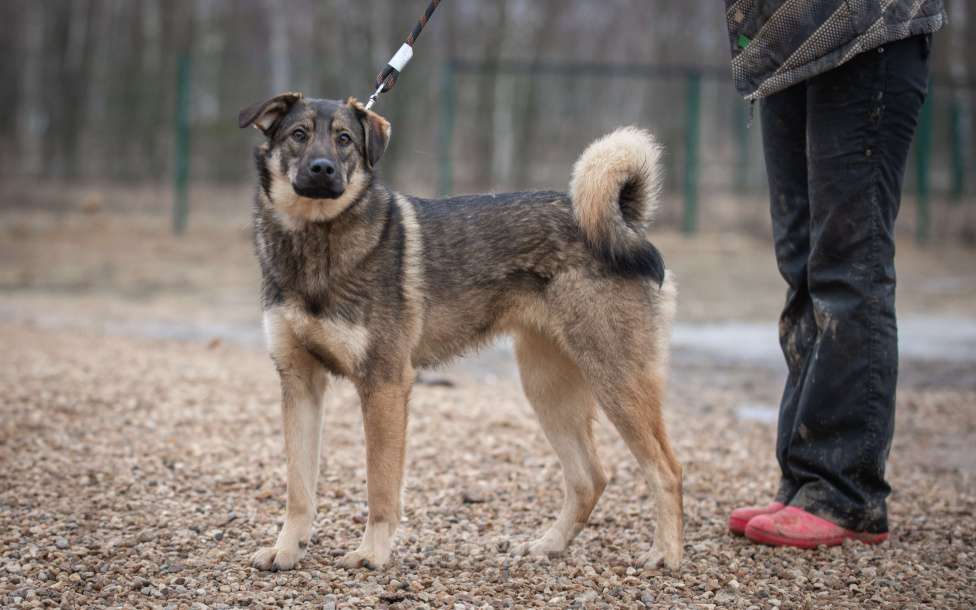 Собаки в Москве: Шepи Девочка, Бесплатно - фото 4