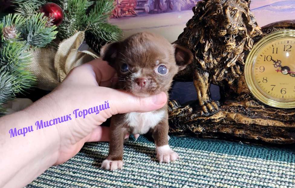 Собаки в Санкт-Петербурге: Мини чихуахуа Гораций окрас шоколадный Мальчик, 80 000 руб. - фото 1