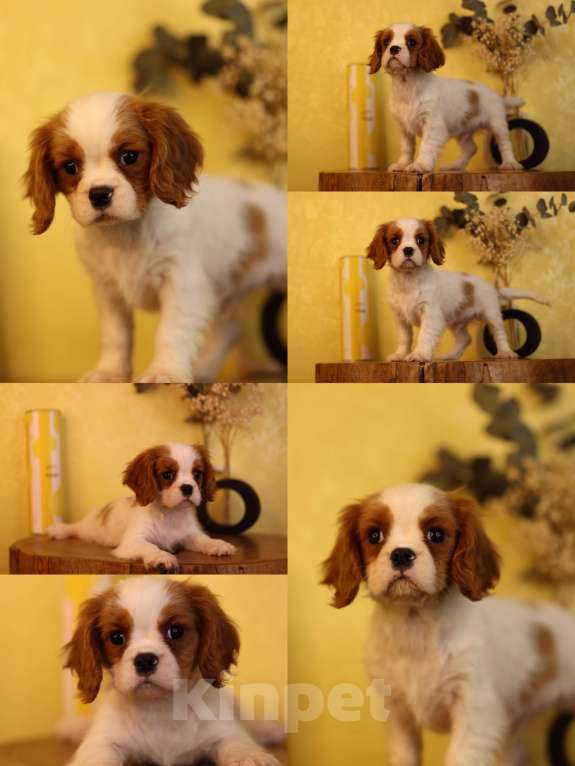 Собаки в Нижнем Новгороде: ККЧС Итон Мальчик, Бесплатно - фото 1