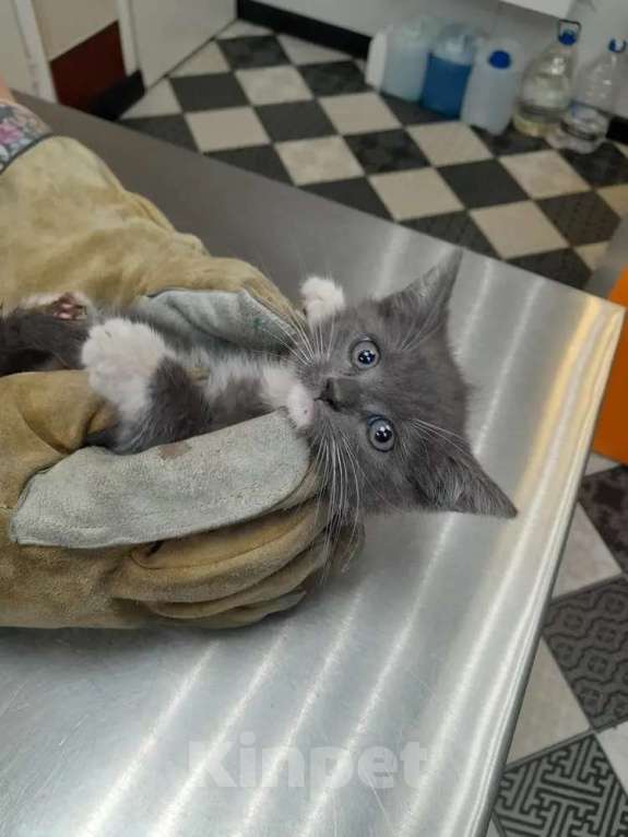 Кошки в Санкт-Петербурге: котенок девочка в поиске дома Девочка, Бесплатно - фото 3