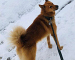 Собаки в Мурманске: Потерялась собака Мальчик, Бесплатно - фото 2
