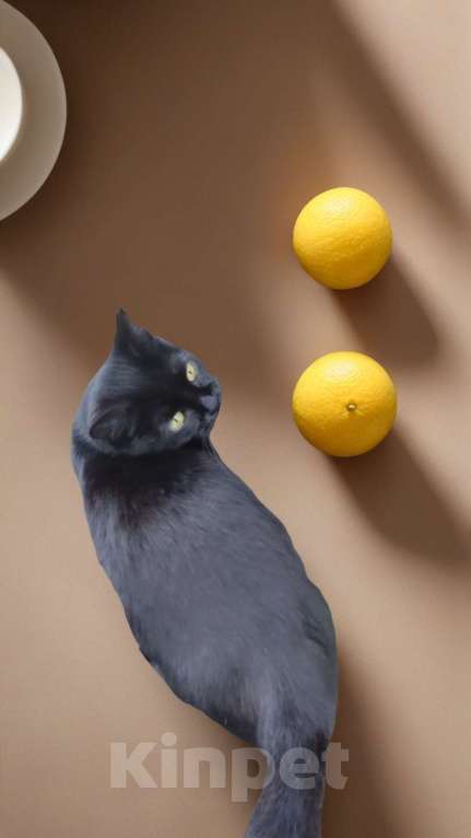 Кошки в Апрелевке: Кошечка Черника (Чернышка) в добрые руки Девочка, Бесплатно - фото 5