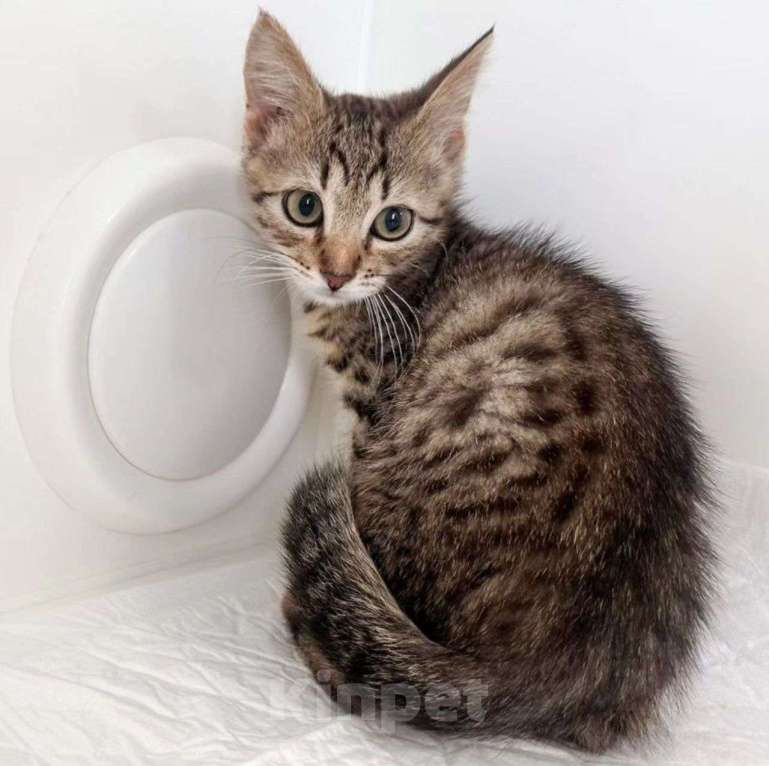 Кошки в Москве: Котенок Микки в добрые руки Мальчик, Бесплатно - фото 2