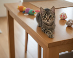 Кошки в Москве: Котенок 3.5 мес Габи ищет дом Девочка, Бесплатно - фото 5
