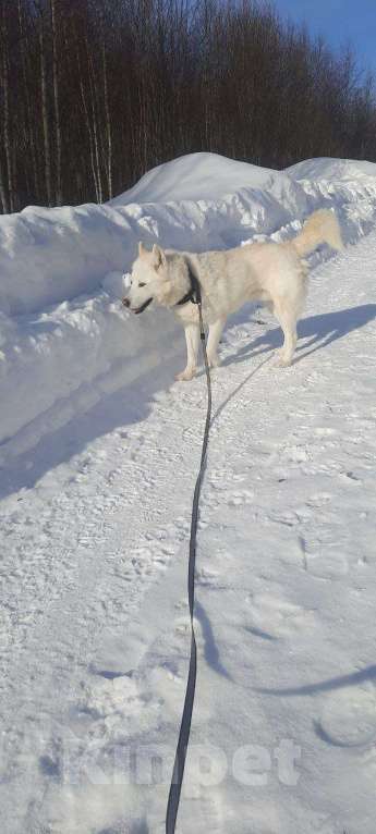 Собаки в Москве: Белый красавец в дар, компаньон Мальчик, Бесплатно - фото 4