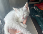 Кошки в Краснодаре: Котёнок в добрые руки бесплатно Девочка, Бесплатно - фото 6