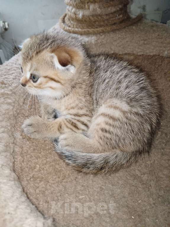 Кошки в Томске: Шотландский вислоухий мальчик  Мальчик, 7 000 руб. - фото 2