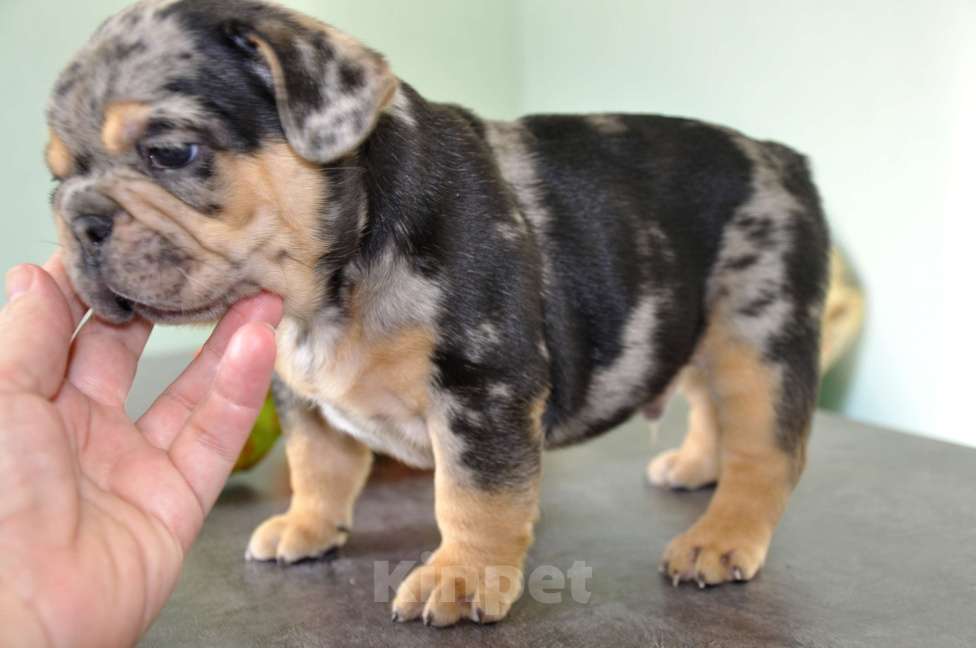 Собаки в Москве: Шоколадно-подпалый мерле Мальчик, 120 000 руб. - фото 2