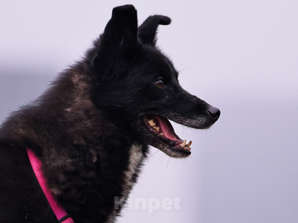 Собаки в Москве: Собака в добрые руки Девочка, Бесплатно - фото 7