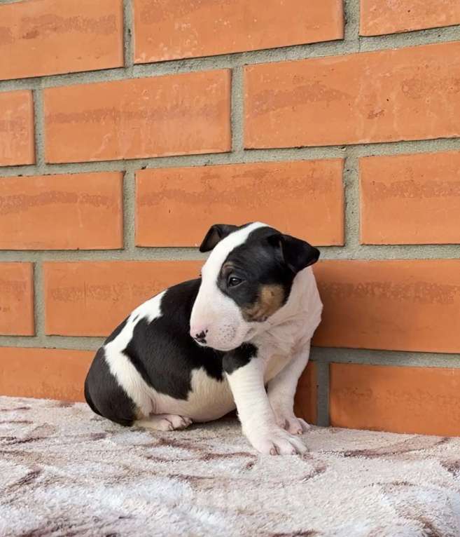 Собаки в других городах Московской области: Щенки 1,5 мес. Питомник Ркф Мальчик, 80 000 руб. - фото 4