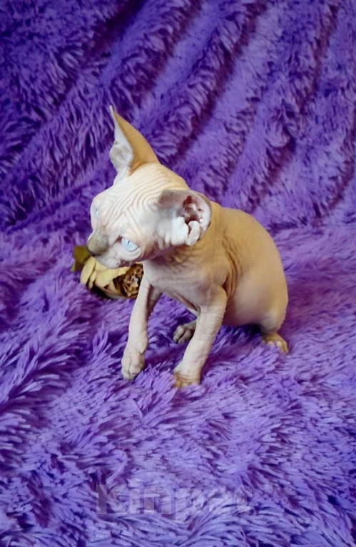 Кошки в Москве: Топовый котёнок канадского сфинкса Мальчик, 35 000 руб. - фото 5