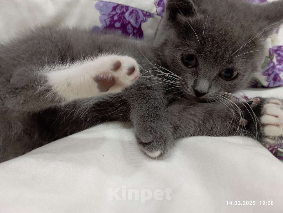 Кошки в Омске:  Розочка Девочка, Бесплатно - фото 2