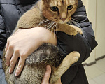Кошки в Краснодаре: Найдена кошка на Ангарской 3 Девочка, Бесплатно - фото 1