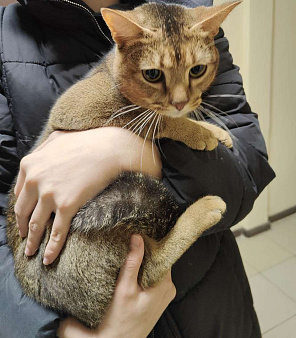 Объявление: Найдена кошка на Ангарской 3, Бесплатно, Краснодар