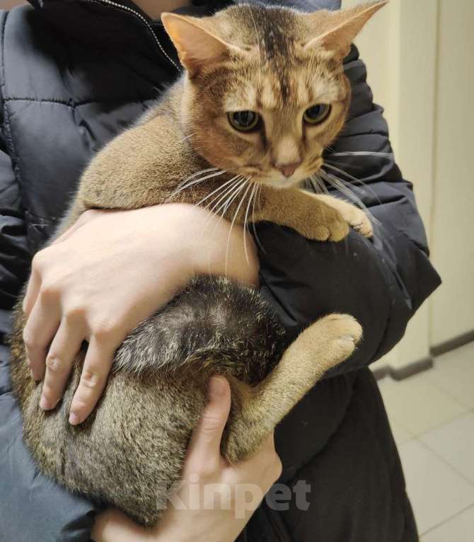Кошки в Краснодаре: Найдена кошка на Ангарской 3 Девочка, Бесплатно - фото 1