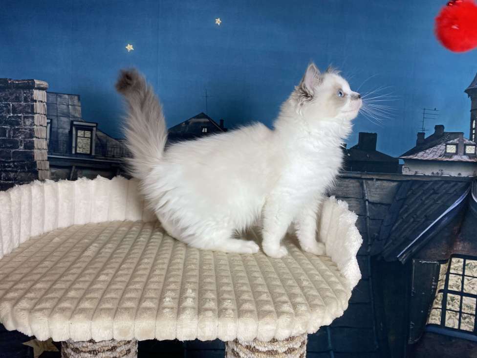 Кошки в Санкт-Петербурге: Котенок рэгдолл Девочка, 55 000 руб. - фото 3