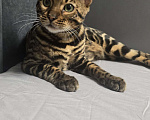 Кошки в Ростове-на-Дону: Бенгальский леопард Мальчик, 60 000 руб. - фото 1
