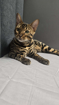 Бенгальский леопард