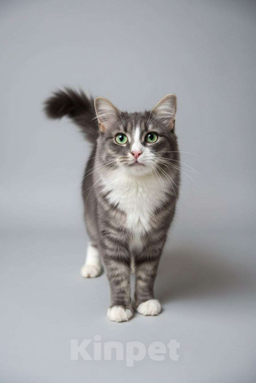 Кошки в Москве: Кот Лео ищет дом! Мальчик, Бесплатно - фото 1