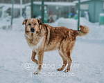 Собаки в Москве: Невероятно красивый и поразительно умный Гранд в поисках дома Мальчик, Бесплатно - фото 3
