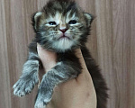 Кошки в Ливны: Шикарные котята мейн кун, 40 000 руб. - фото 2