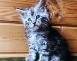 Кошки в Санкт-Петербурге: Котята мейн кун Мальчик, 40 000 руб. - фото 1