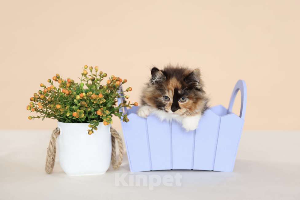 Кошки в Серпухове: Хризантема Русские  Цветы Курильский Бобтейл Девочка, 60 000 руб. - фото 8