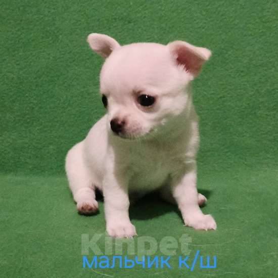 Собаки в Москве: Очаровательный мальчик чихуахуа. Мальчик, 30 000 руб. - фото 8