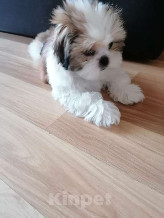 Собаки в Санкт-Петербурге: Девочка ши тцу  Девочка, 40 000 руб. - фото 3