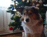 Собаки в Краснодаре: Словно герой из мультика ЯРКИЙ БОБА! Мальчик, Бесплатно - фото 6