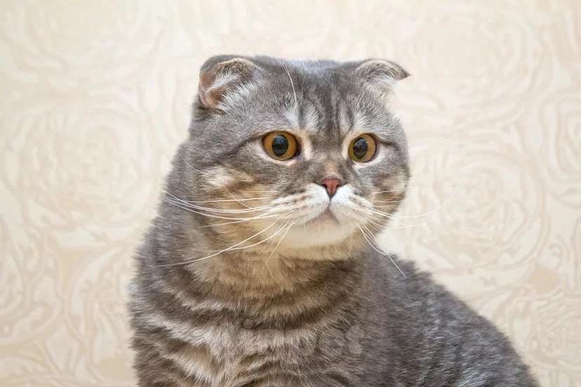 Кошки в Москве: Ищет дом плюшевый Зайка Мальчик, Бесплатно - фото 5