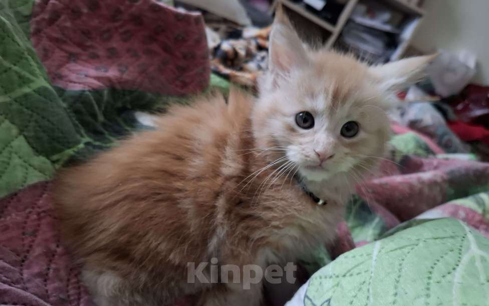 Кошки в Москве: Подарок к 8 марта. Девочка, 25 000 руб. - фото 5