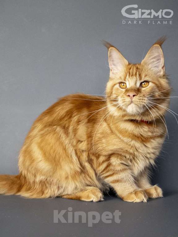 Кошки в других городах Воронежской области: Gizmo Dark Flame Девочка, 50 000 руб. - фото 8