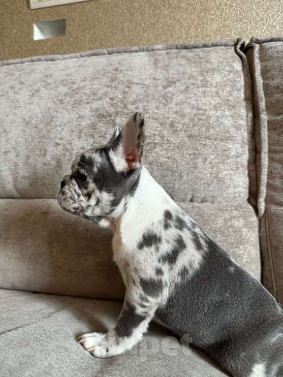 Собаки в Москве: Французский бульдог  Девочка, 80 000 руб. - фото 2