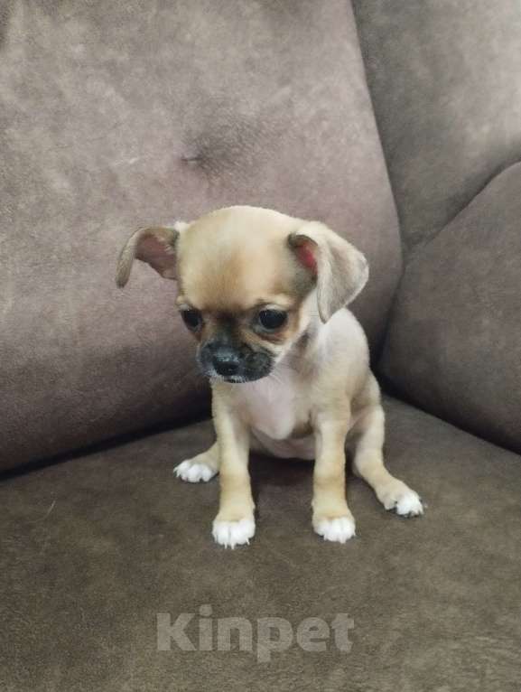 Собаки в других городах Мордовии: Девочка  Девочка, 15 000 руб. - фото 2