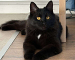 Кошки в Москве: Черная кошечка Багира ищет дом  Девочка, Бесплатно - фото 1