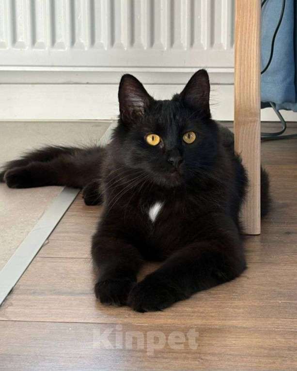 Кошки в Москве: Черная кошечка Багира ищет дом  Девочка, Бесплатно - фото 1