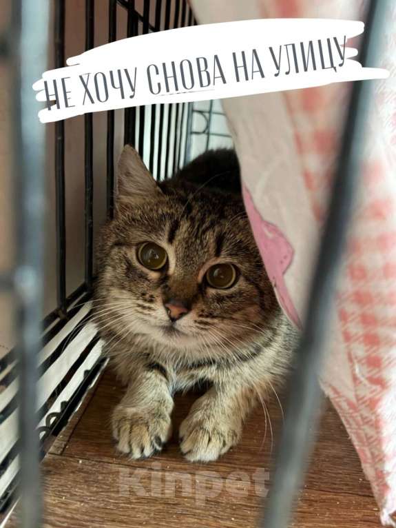 Кошки в Санкт-Петербурге: Кошка в добрые руки Девочка, Бесплатно - фото 2