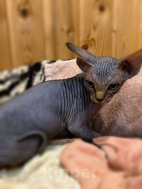 Кошки в Москве: Харизматичный канадец Мальчик, 45 000 руб. - фото 2